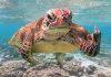 9 интересных фактов о морской черепахе