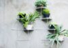 10 комнатных висячих растений которые очищают воздух