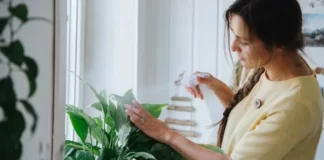 5 комнатных растений, которые помогут вам уснуть 5 комнатных растений, которые помогут вам уснуть