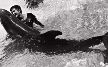 Дельфин Питер и его дрессировщик